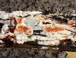 Attēlu rezultāti vaicājumam “Physisporinus sanguinolentus”