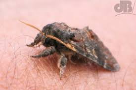 Attēlu rezultāti vaicājumam “Notodonta dromedarius”