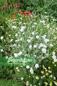 Image result for Lychnis coronaria alba