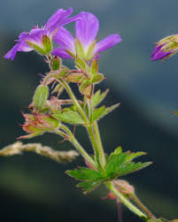 Attēlu rezultāti vaicājumam “Geranium sylvaticum bud”