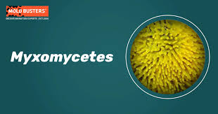 Attēlu rezultāti vaicājumam “myxomicetes”