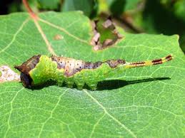 Attēlu rezultāti vaicājumam “Furcula bifida”