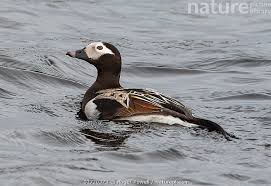 Attēlu rezultāti vaicājumam “Clangula hyemalis male”