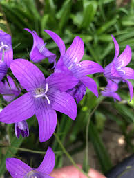 Image result for Campanula patula
