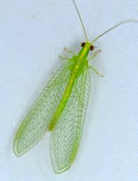 Attēlu rezultāti vaicājumam “Chrysopidae imago”