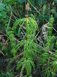 Attēlu rezultāti vaicājumam “Equisetum sylvaticum”
