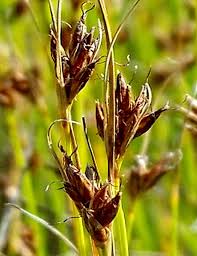 Attēlu rezultāti vaicājumam “Rhynchospora fusca”