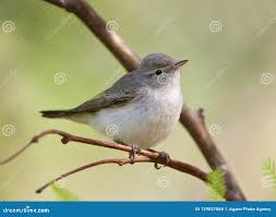 Image result for Phylloscopus orientalis