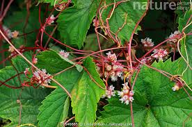 Attēlu rezultāti vaicājumam “Cuscuta europaea flower”