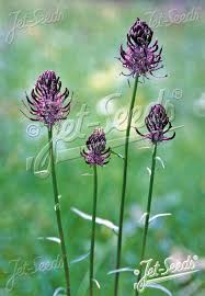 Attēlu rezultāti vaicājumam “Phyteuma spicatum”