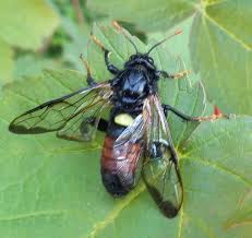 Attēlu rezultāti vaicājumam “Cimbex femoratus imago”