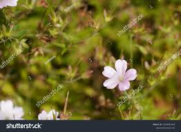 Attēlu rezultāti vaicājumam “Geranium bohemicum fruit”