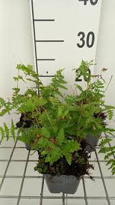 Attēlu rezultāti vaicājumam “Thelypteris palustris”