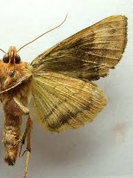 Attēlu rezultāti vaicājumam “Autographa excelsa”