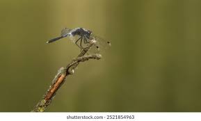 Attēlu rezultāti vaicājumam “Leucorrhinia”