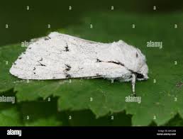 Attēlu rezultāti vaicājumam “Acronicta leporina”