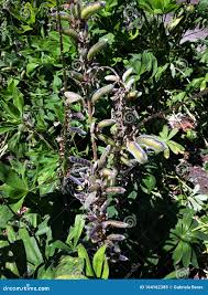 Attēlu rezultāti vaicājumam “Lupinus polyphyllus fruit”