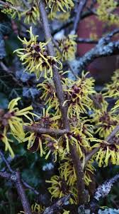 Attēlu rezultāti vaicājumam “Hamamelis mollis”