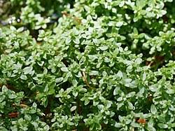 Attēlu rezultāti vaicājumam “Callitriche cophocarpa”