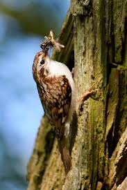 Attēlu rezultāti vaicājumam “Certhia familiaris”