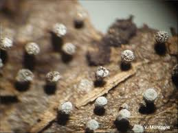 Attēlu rezultāti vaicājumam “Craterium leucocephalum”