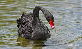 Attēlu rezultāti vaicājumam “Cygnus atratus”