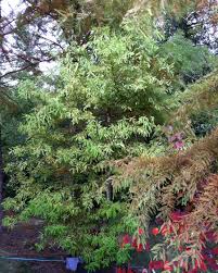 Attēlu rezultāti vaicājumam “Taxodium distichum”