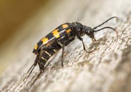 Attēlu rezultāti vaicājumam “Leptura quadrifasciata”