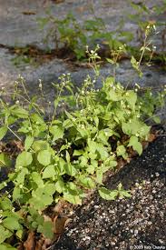 Attēlu rezultāti vaicājumam “Galinsoga quadriradiata leaf”