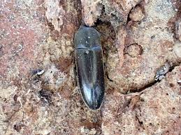 Attēlu rezultāti vaicājumam “Xylita laevigata”