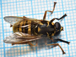 Attēlu rezultāti vaicājumam “Temnostoma vespiforme”