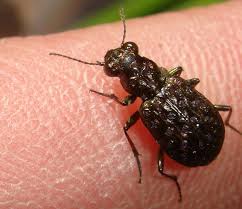 Attēlu rezultāti vaicājumam “Elaphrus cupreus”