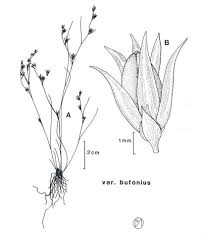 Attēlu rezultāti vaicājumam “Juncus bufonius fruit”