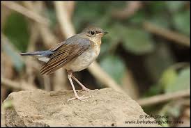 Image result for Luscinia cyane