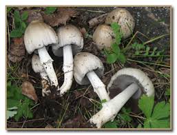 Attēlu rezultāti vaicājumam “Coprinus atramentarius”