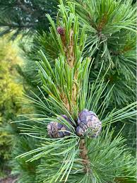 Attēlu rezultāti vaicājumam “Pinus sylvestris male flower”