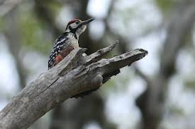 Attēlu rezultāti vaicājumam “Dendrocopos leucotos”