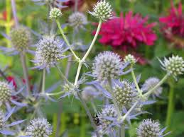 Attēlu rezultāti vaicājumam “Eryngium planum fruit”