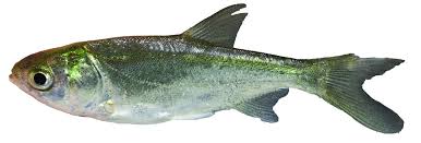 Image result for Hypophthalmichthys molitrix