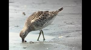 Image result for Calidris tenuirostris