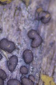 Attēlu rezultāti vaicājumam “Hemitrichia lutescens macro”