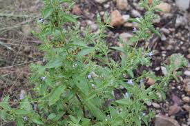 Attēlu rezultāti vaicājumam “Trichia ambigua stalked”