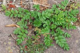 Attēlu rezultāti vaicājumam “Potentilla supina leaf”
