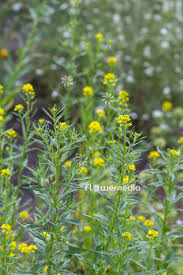 Attēlu rezultāti vaicājumam “Erysimum cheiranthoides leaf”
