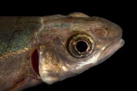 Image result for Mylopharodon conocephalus