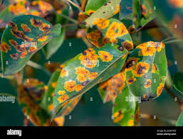 Attēlu rezultāti vaicājumam “Gymnosporangium sabinae”
