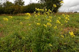 Attēlu rezultāti vaicājumam “Sinapis alba”