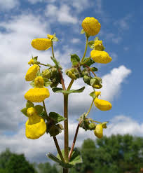 Image result for Calceolaria