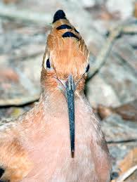 Attēlu rezultāti vaicājumam “Upupa epops adult”