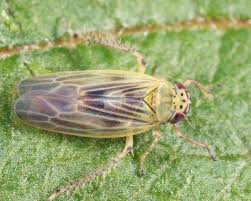 Attēlu rezultāti vaicājumam “Macrosteles sp. nymph”